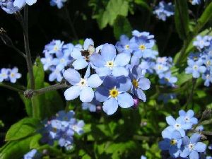 Род MYOSOTIS L. - НЕЗАБУДКА.