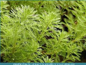 Род MYRIOPHYLLUM L. - УРУТЬ.