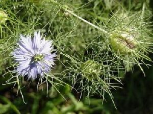 Род NIGELLA L. - ЧЕРНУШКА.