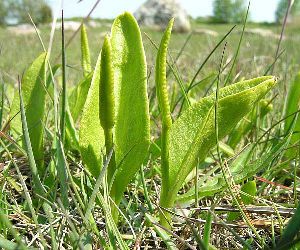 Род OPHIOGLOSSUM L. - УЖОВНИК.