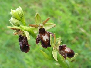 Род OPHRYS L. - ОФРИС.