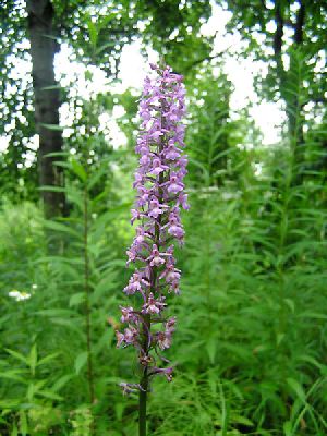 Род ORCHIS L. ЯТРЫШНИК.