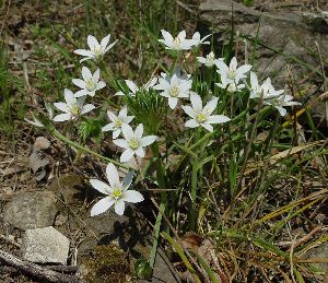 Род ORNITHOGALUM L. - ПТИЦЕМЛЕЧНИК.