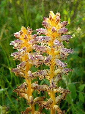 Род OROBANCHE L. - ЗАРАЗИХА.