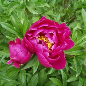 Род PAEONIA L. - ПИОН.