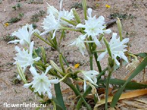 Род PANCRATIUM L. ПАНКРАЦИЙ.