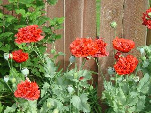 Род PAPAVER L. - МАК.