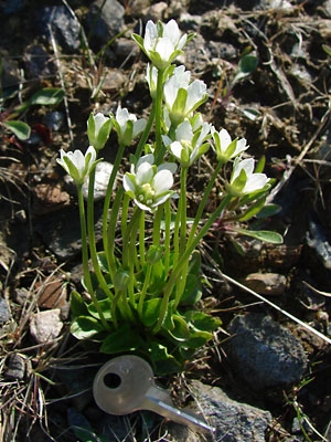 Род PARNASSIA L - БЕЛОЗОР.