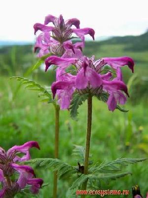 Род PEDICULARIS L. - МЫТНИК.