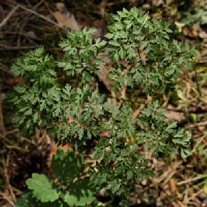 Род PEUCEDANUM L. - ГОРИЧНИК.