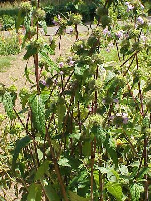 Род PHLOMIS L. - ЗОПНИК.