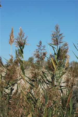 Род PHRAGMITES Adans. - ТРОСТНИК.