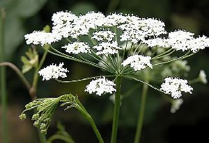 Род PIMPINELLA L. - БЕДРЕНЕЦ.