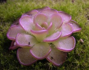 Род PINGUICULA L. - ЖИРЯНКА.