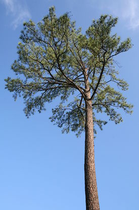 Род PINUS L. - СОСНА.