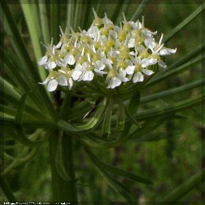 Род PLEUROSPERMUM Hoffm. - РЕБРОПЛОДНИК.