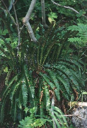 Род POLYSTICHUM Roth - МНОГОРЯДНИК.