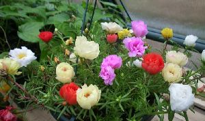 Род PORTULACA L. - ПОРТУЛАК.