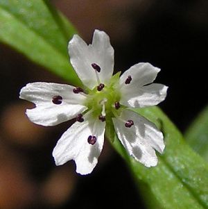 Род PSEUDOSTELLARIA Pax - ЛОЖНОЗВЕЗДЧАТКА.