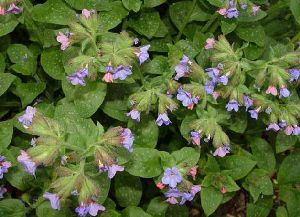 Род PULMONARIA L. - МЕДУНИЦА.