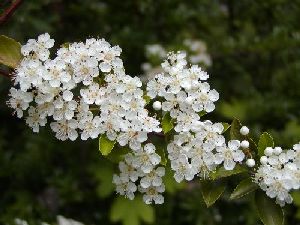 Род PYRACANTHA М. Roem. - ПИРАКАНТА.