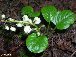 Род PYROLA L. - ГРУШАНКА.