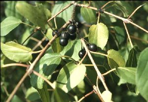 Род RHAMNUS L. – ЖОСТЕР.