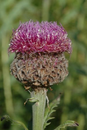 Род RHAPONTICUM Ludw. - РАПОНТИКУМ.