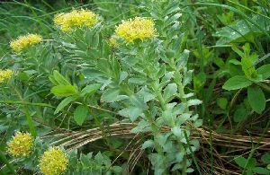 Род RHODIOLA L. - РОДИОЛА.