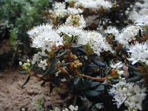 Род RHODODENDRON L. - РОДОДЕНДРОН.