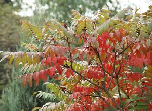 Род RHUS L - СУМАХ.