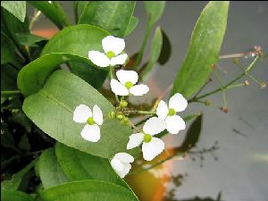 Род SAGITTARIA L. - СТРЕЛОЛИСТ.