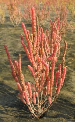 Род SALICORNIA L. - СОЛЕРОС.