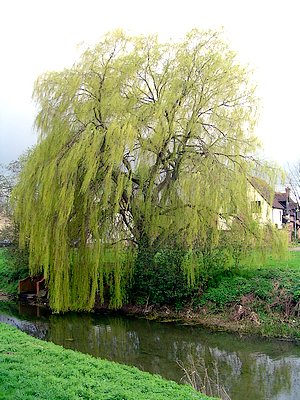 Род SALIX L. - ИВА.