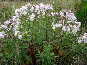 Род SAPONARIA L. - МЫЛЬНЯНКА.