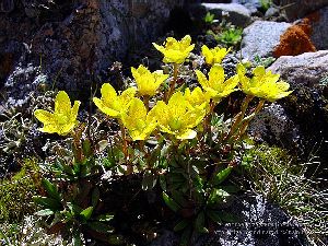 Род SAXIFRAGA L. - КАМНЕЛОМКА.