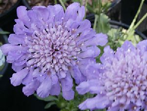 Род SCABIOSA L. - СКАБИОЗА.