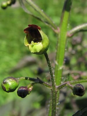 Род SCROPHULARIA L. - НОРИЧНИК.