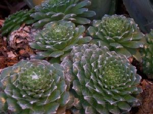 Род SEMPERVIVUM L. - МОЛОДИЛО.