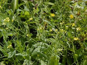 Род SISYMBRIUM L. - ГУЛЯВНИК.