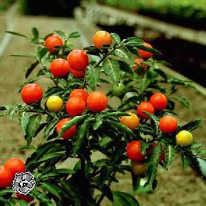 Род SOLANUM L. - ПАСЛЕН.