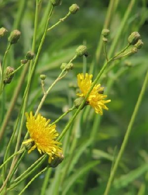 Род SONCHUS L. - ОСОТ.