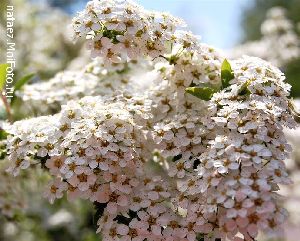 Род SPIRAEA L. - ТАВОЛГА.