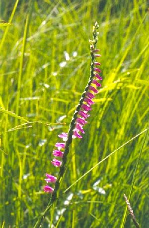 Род SPIRANTHES Rich. - СКРУЧЕННИК.