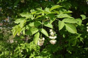 Род STAPHYLEA L. - КЛЕКАЧКА.