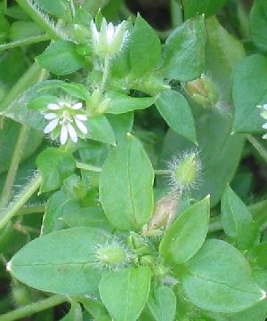 Род STELLARIA L. - ЗВЕЗДЧАТКА.