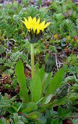 Род TARAXACUM Wigg. - ОДУВАНЧИК.