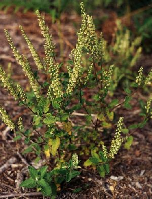 Род TEUCRIUM L. - ДУБРОВНИК.