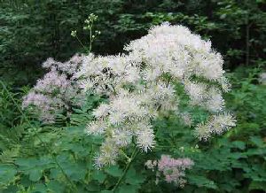 Род THALICTRUM L. - ВАСИЛИСТНИК.