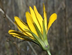 Род TRAGOPOGON L. - КОЗЛОБОРОДНИК.